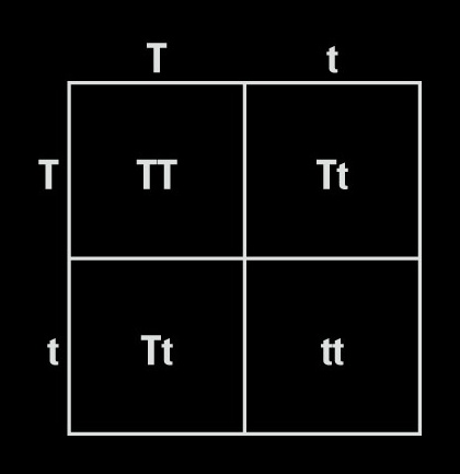 An image showing the Mendel pea plant crosses
