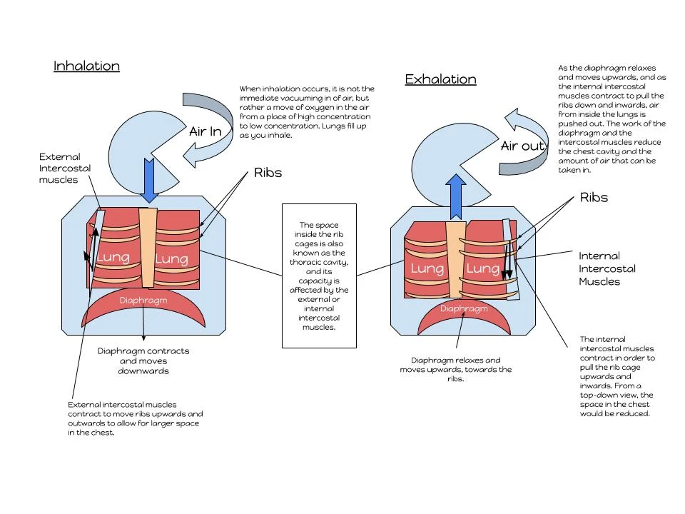 Diagram showing inhalation and exhalation: diaphragm and intercostal muscle positions, rib cage movement, and air direction