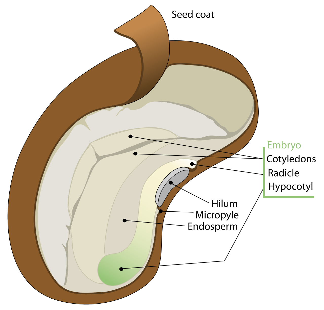 Labelled diagram of a dicotyledonous seed showing testa, micropyle, hilum, cotyledons, radicle, and plumule