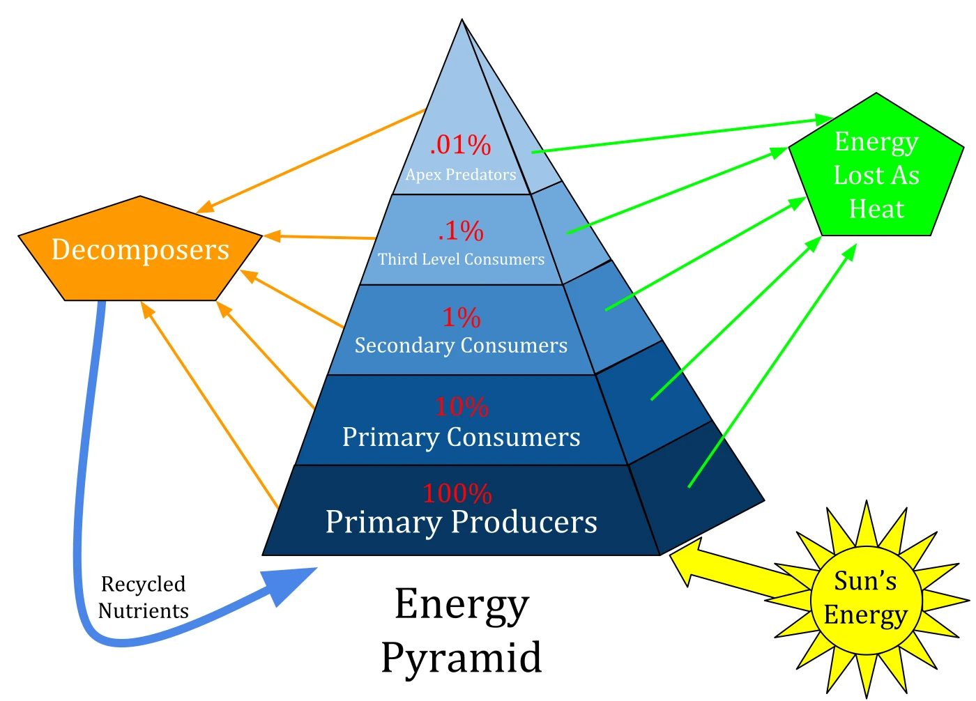 Energy pyramid diagram showing 100% at primary producers down to 0.01% at apex predators, with energy lost as heat at each level and nutrients recycled by decomposers