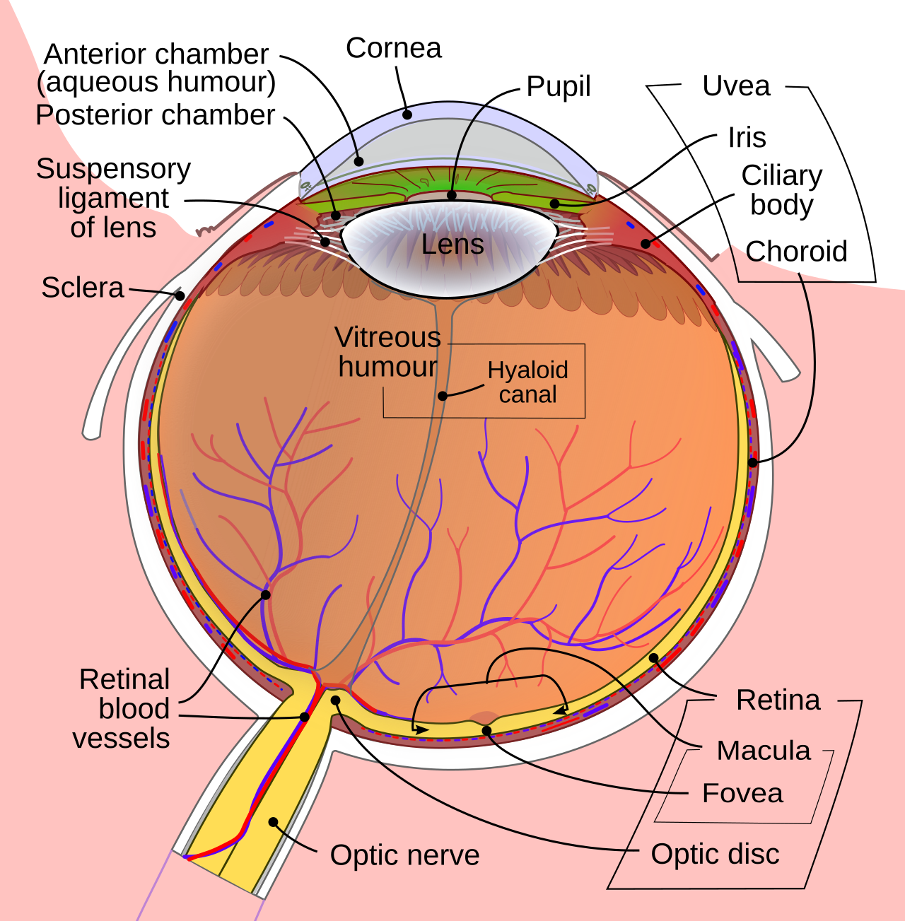 Labelled cross-section of the human eye showing cornea, iris, pupil, lens, retina, and optic nerve