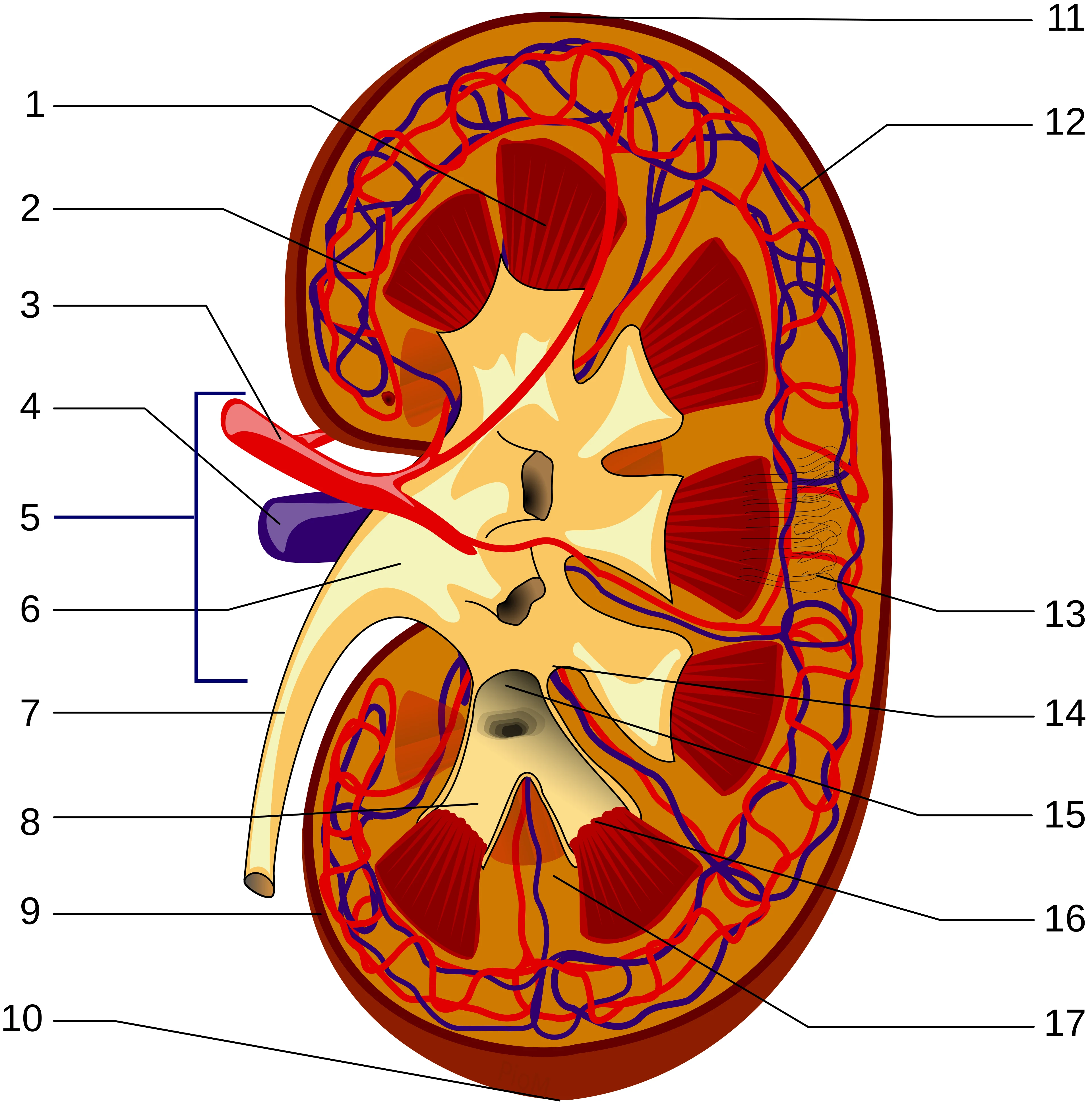 Cross-section of a kidney