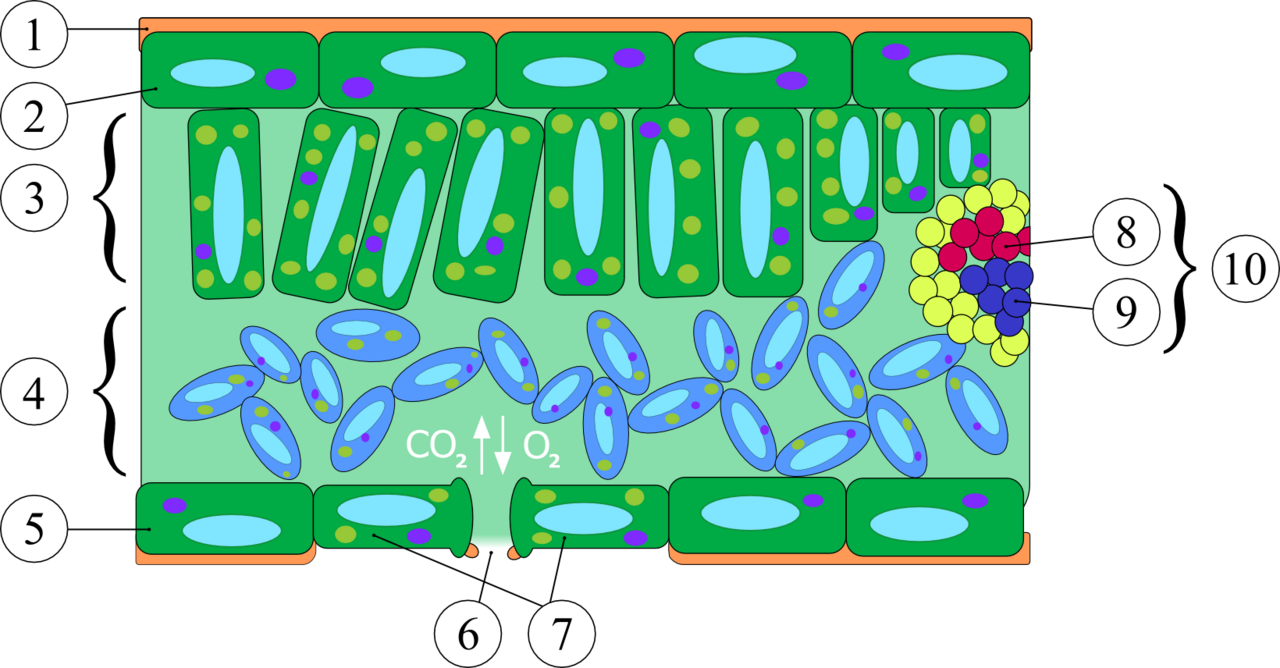 Cross-section of a dicotyledonous leaf