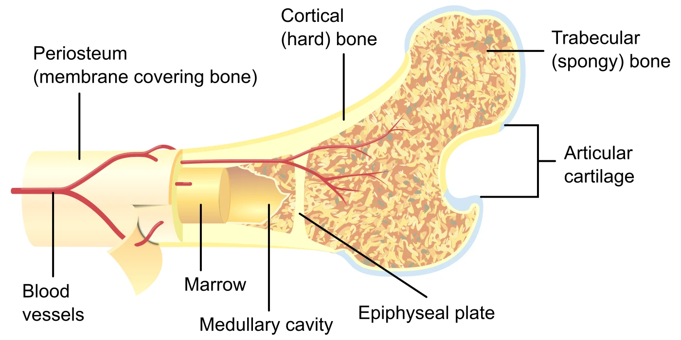 Cross-section of a long bone showing periosteum, cortical (compact) bone, trabecular (spongy) bone, medullary cavity, marrow, articular cartilage, blood vessels, and epiphyseal plate