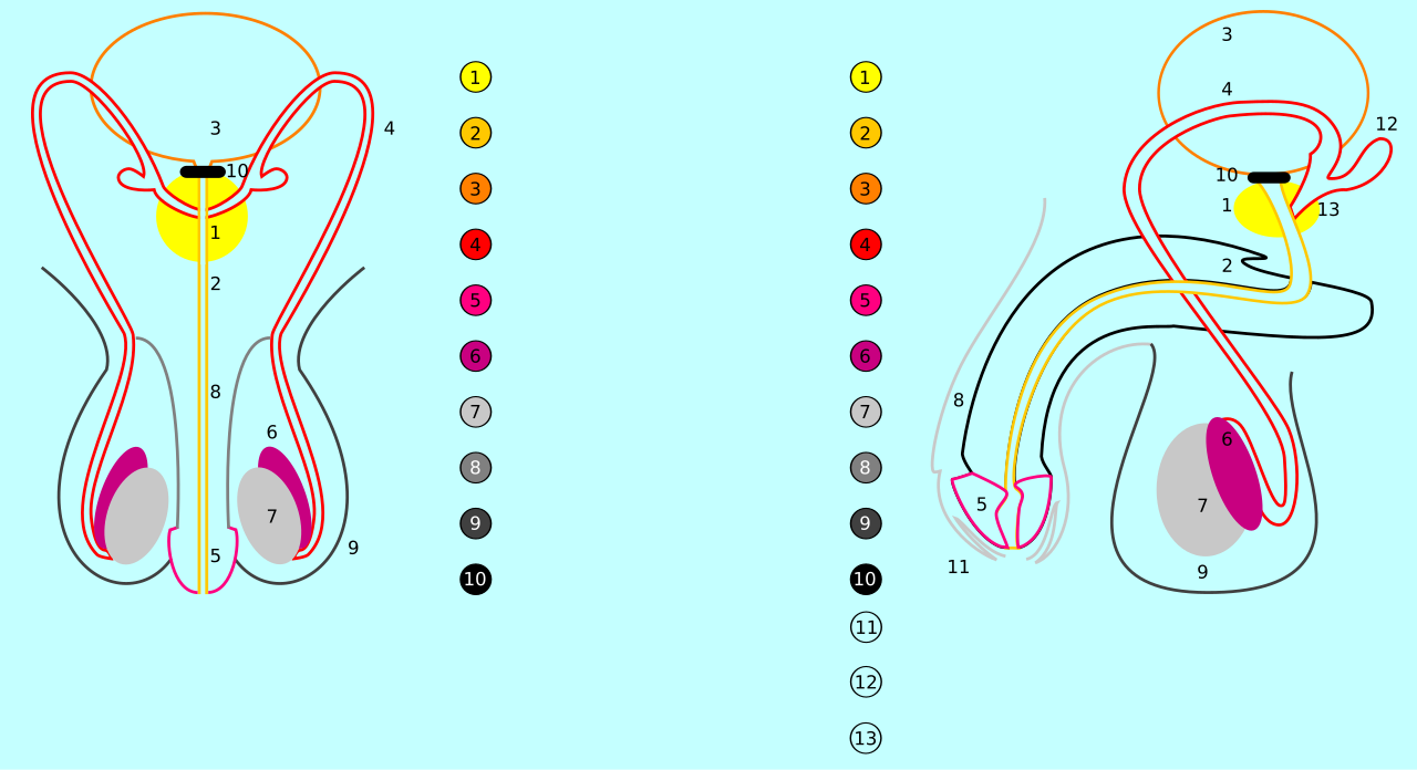 Male reproductive system — frontal and cross-section views