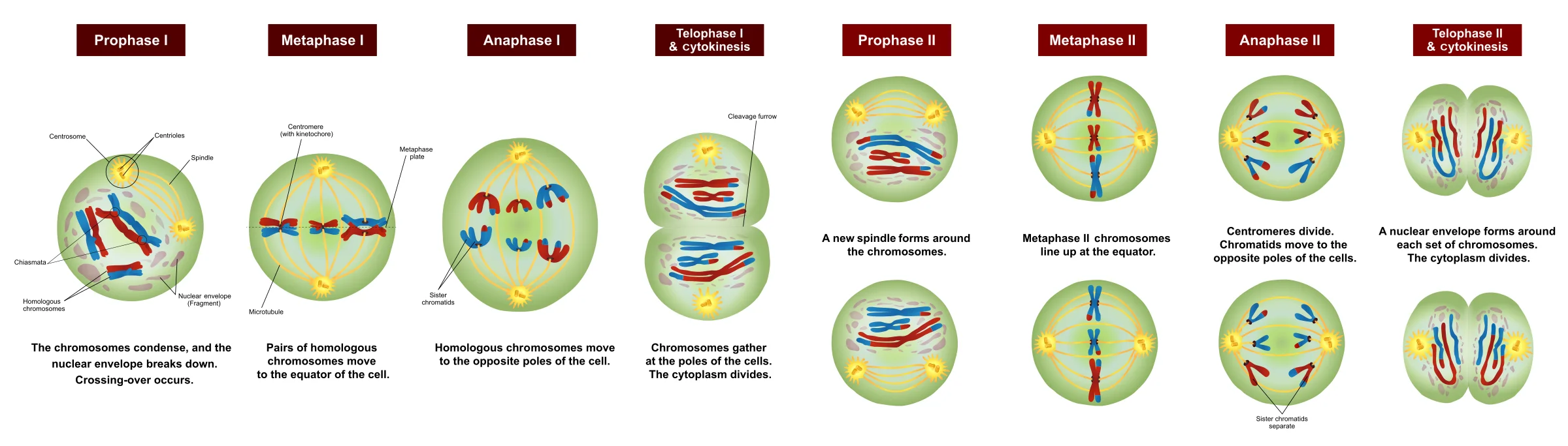Diagram showing the stages of meiosis: Prophase I, Metaphase I, Anaphase I, Telophase I & Cytokinesis, Prophase II, Metaphase II, Anaphase II, and Telophase II & Cytokinesis
