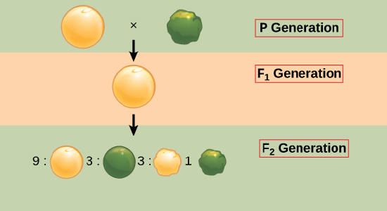 Mendel's F1 and F2 pea plant crosses