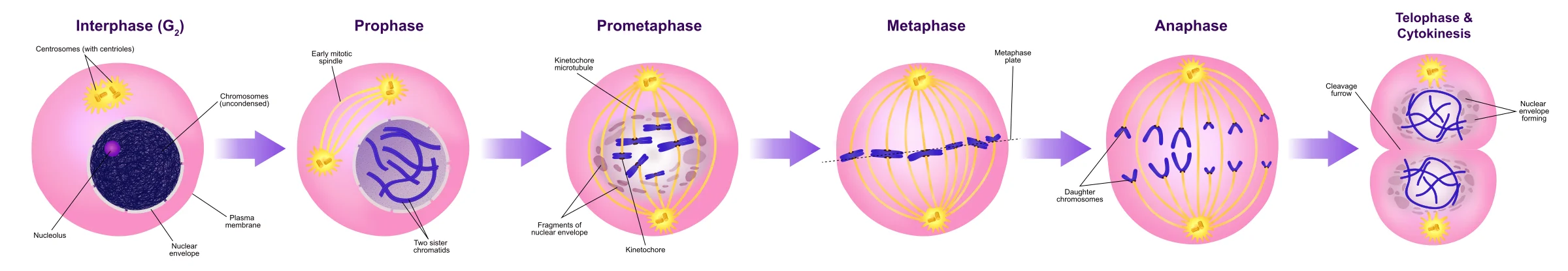 Diagram showing the stages of mitosis: Interphase, Prophase, Prometaphase, Metaphase, Anaphase, and Telophase & Cytokinesis