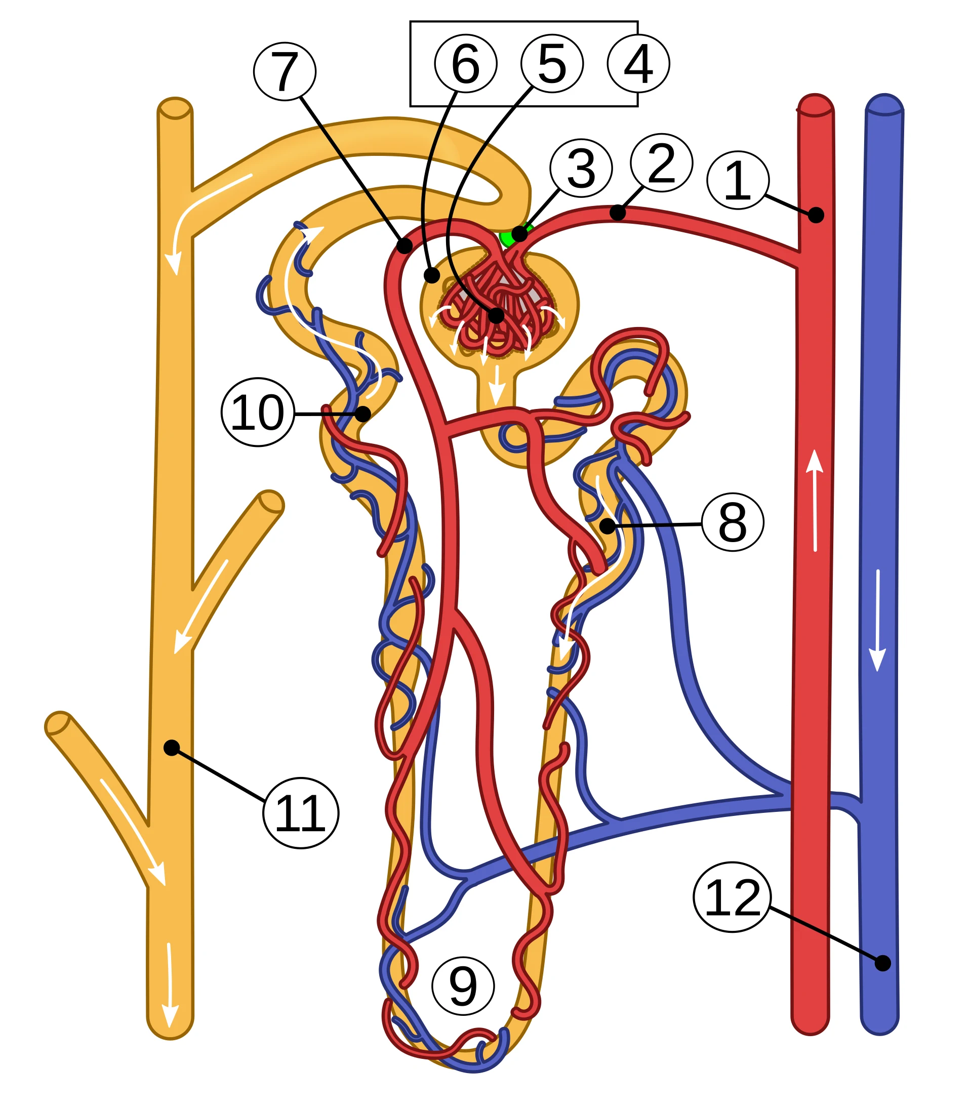 Structure of a nephron