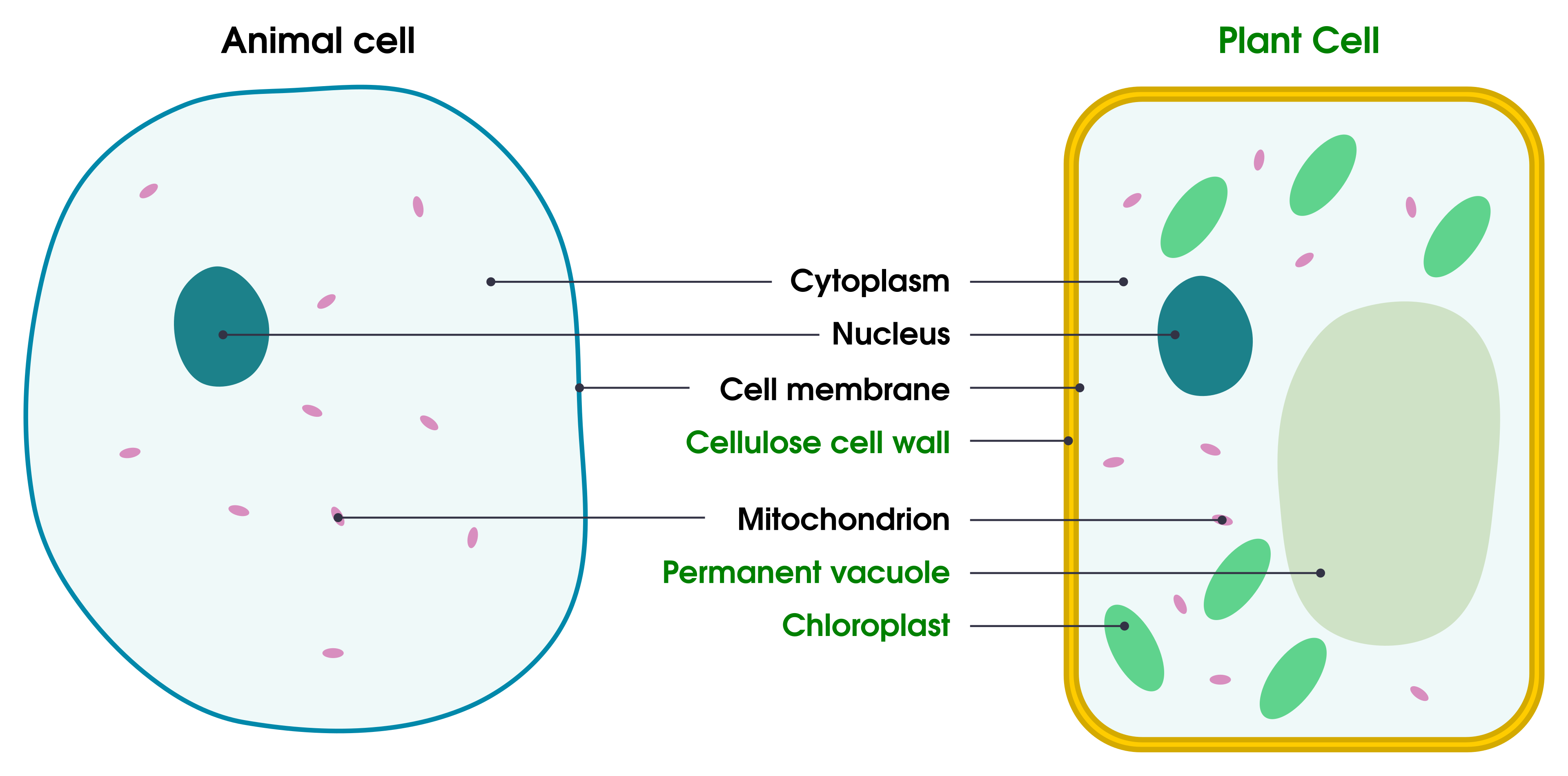 Comparison of plant and animal cell structures, with shared structures labelled in the centre