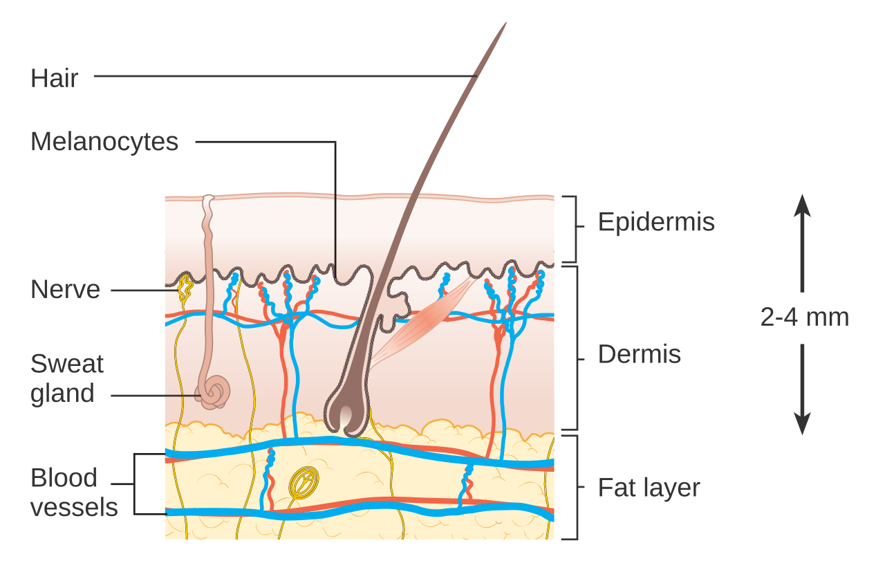 Labelled diagram of skin showing epidermis, dermis, hair follicle, sweat gland, blood capillaries, and nerve endings