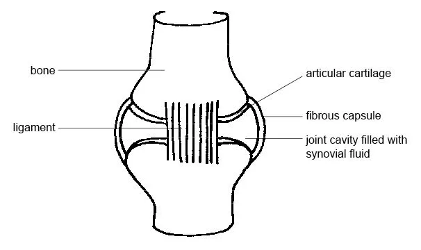Labelled diagram of a synovial joint showing cartilage, synovial membrane, synovial fluid, capsule, and ligaments