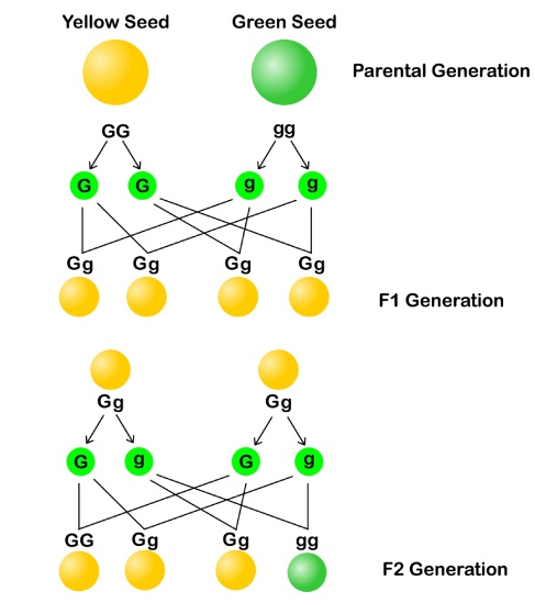 Test cross showing different outcomes