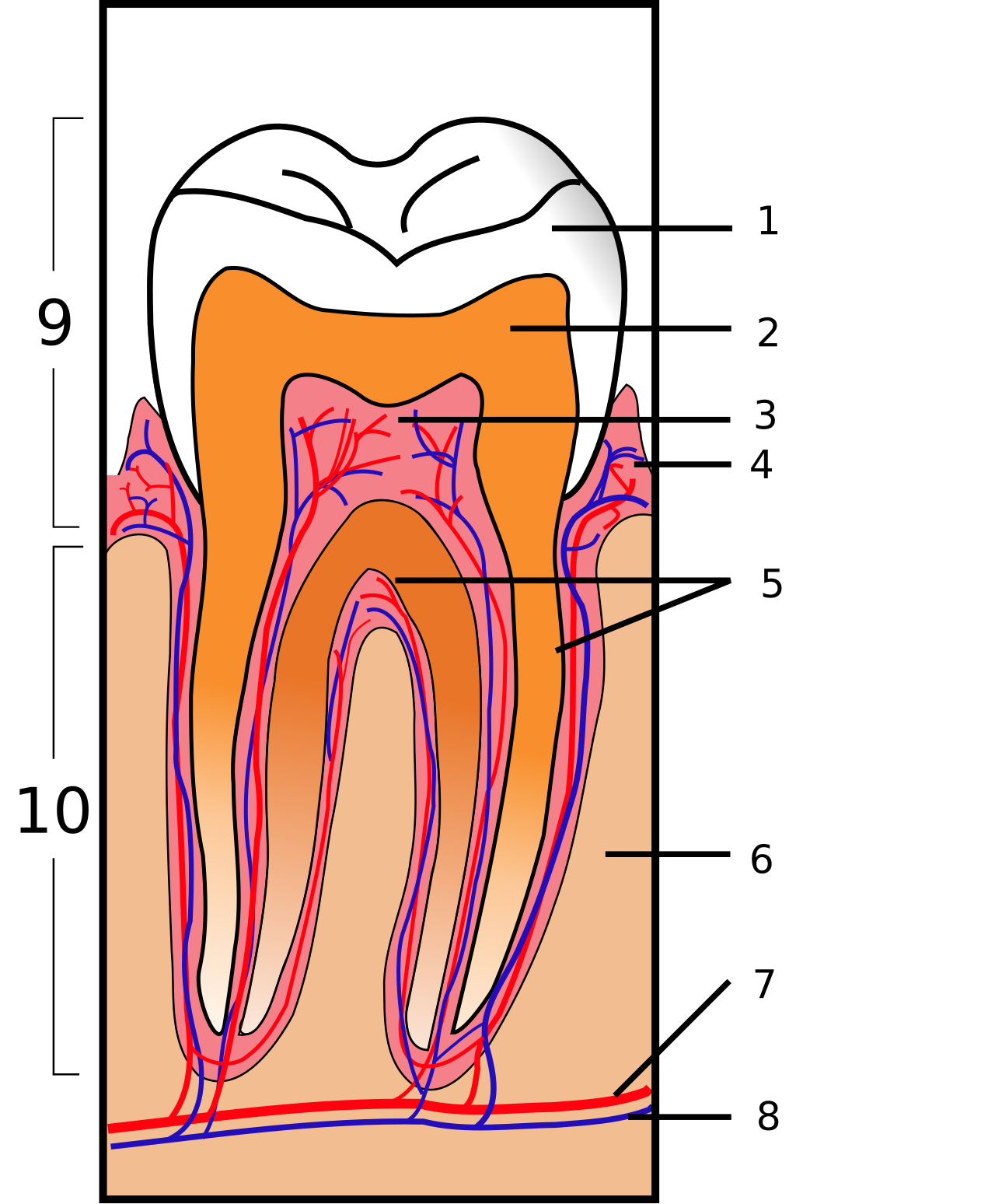 Cross-section of a molar tooth