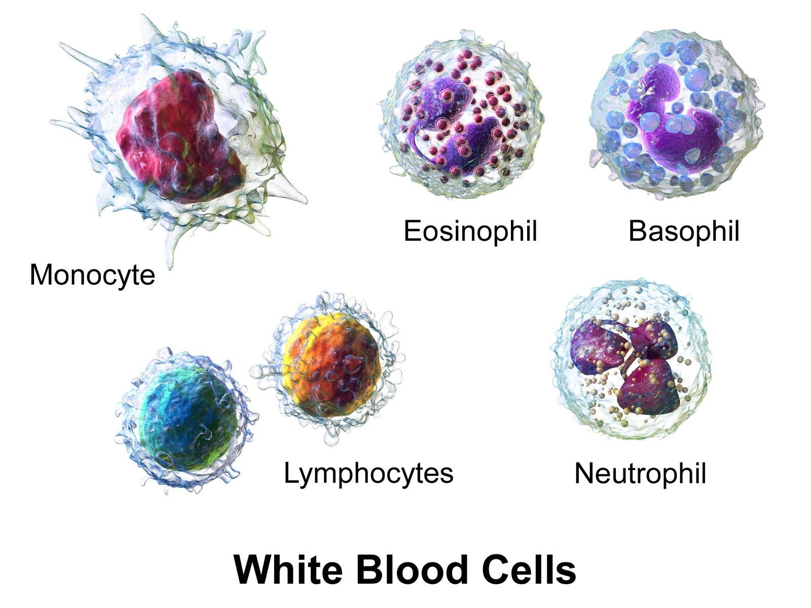 Diagram showing the five types of white blood cell: monocyte, eosinophil, basophil, lymphocyte, and neutrophil